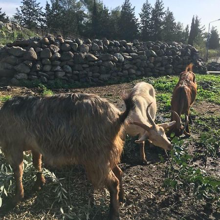 Natura-Eco Farm Екстериор снимка