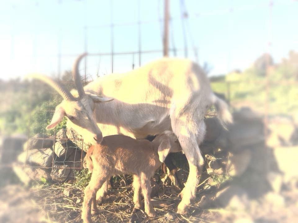 Natura-Eco Farm Екстериор снимка