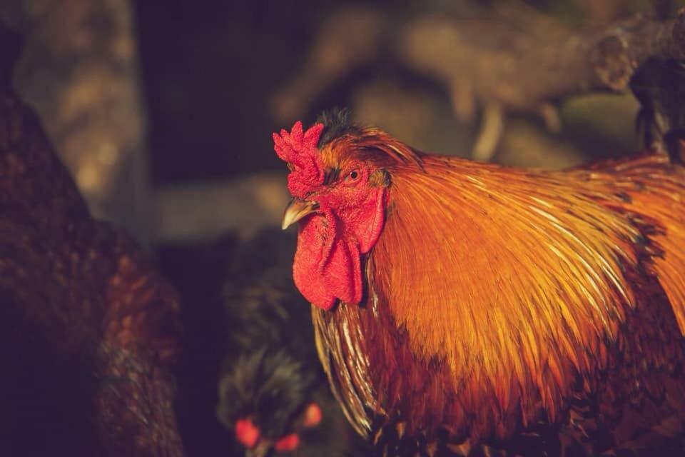 Natura-Eco Farm Екстериор снимка