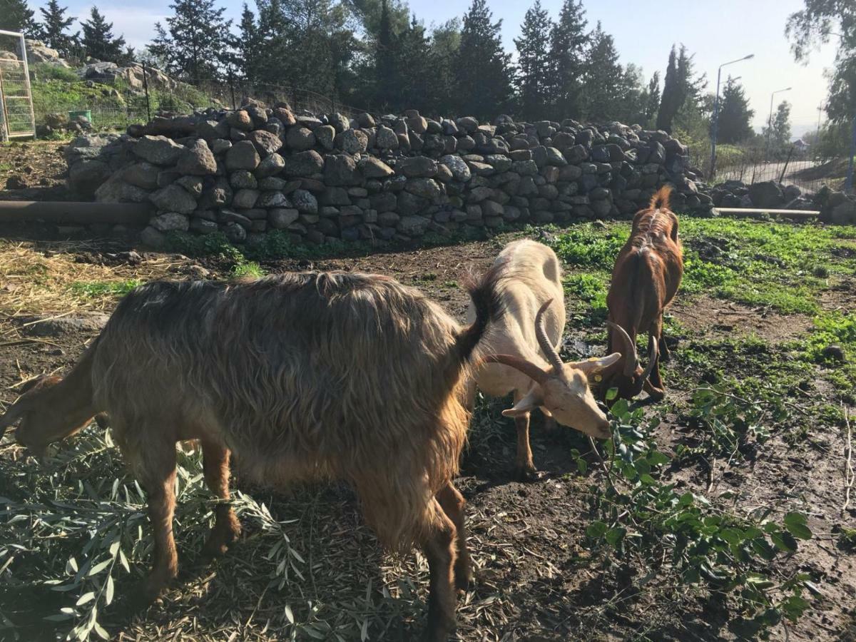 Natura-Eco Farm Екстериор снимка